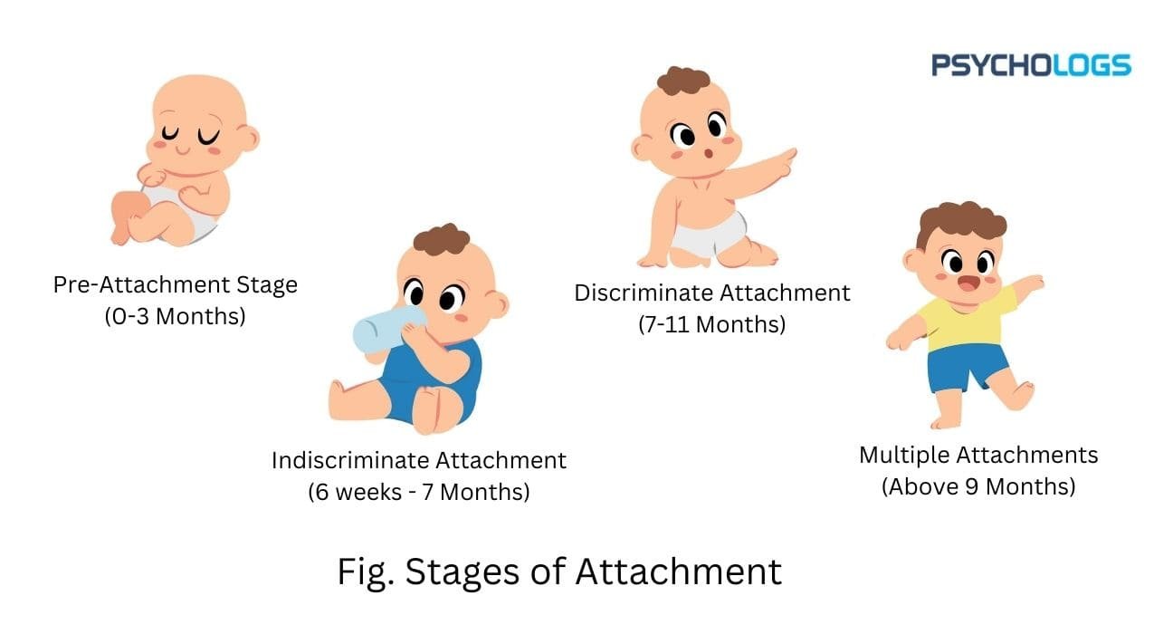 
stages of attachment