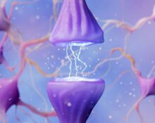 synaptic-transmission-how-information-travels-in-the-brain
