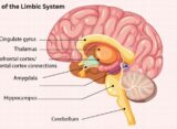 the-role-of-the-limbic-system-in-emotion-and-behaviour