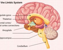 the-role-of-the-limbic-system-in-emotion-and-behaviour