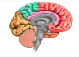 the-role-of-the-prefrontal-cortex-in-executive-functioning