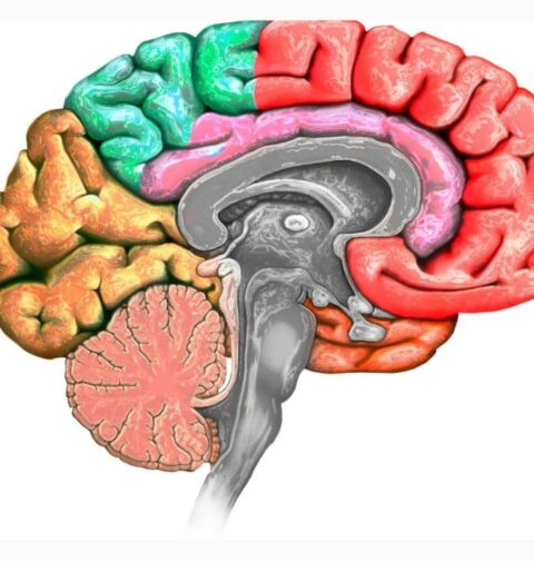 the-role-of-the-prefrontal-cortex-in-executive-functioning