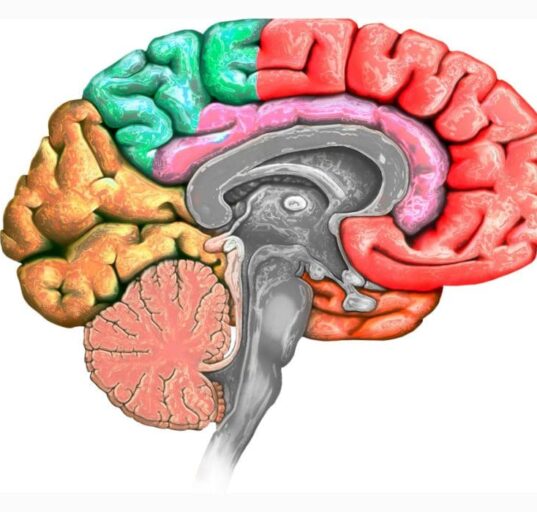 the-role-of-the-prefrontal-cortex-in-executive-functioning