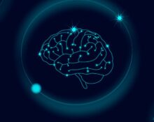 mechanical-forces-in-brain-development