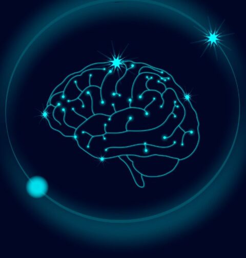 mechanical-forces-in-brain-development